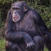 Western Chimpanzee