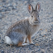 Mountain Cottontail Rabbit (Nuttall's)