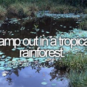 Camp Out in a Tropical Rainforest