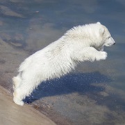 See a Live Polar Bear