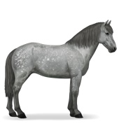 Icelandic Horse - Dapple Gray