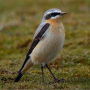 Northern Wheatear