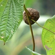 Air Potato (Dioscorea Bulbifera)