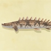 Saddled Bichir