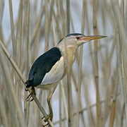 Little Bittern