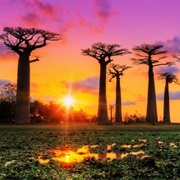 Avenue of the Baobabs, Madagascar