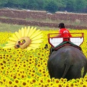 Sunflower Fields, Lop Buri, Thailand