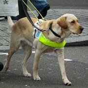 Guide Dog Month (September)