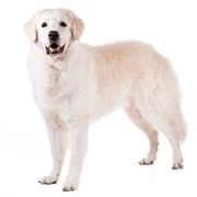Kuvasz