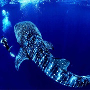 Dive/Snorkel the Islands of Costa Rica