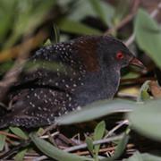 Black Rail