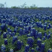 Take Pictures in Bluebonnets