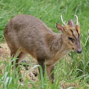 Muntjac Deer