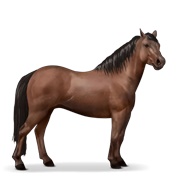 Connemara - Liver Chestnut