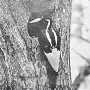 Ivory-Billed Woodpecker