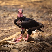 Red-Headed Vulture