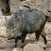 Collared Peccary
