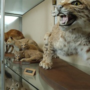 Schmidt Museum of Natural History