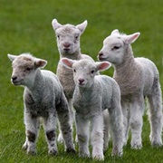 Lambs