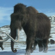 Woolly Mammoth
