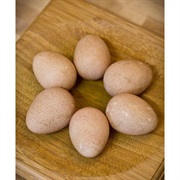 Guinea Fowl Egg