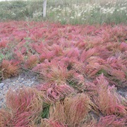 Picklegrass (Salicornia)
