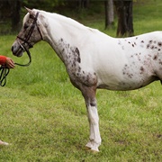 Pony of the Americas