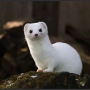 Weasel