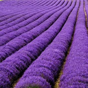Lavender Fields, France