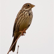 Corn Bunting