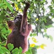 Danum Valley Conservation Area, Sabah, Malaysian Borneo