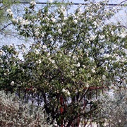 Mexican Olive (Cordia Boissieri)