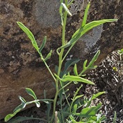 Stanleya Pinnatifida