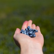 Picked and Eaten Fruit in the Wild