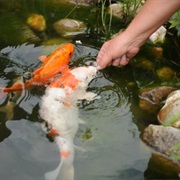 Feeding Fishes