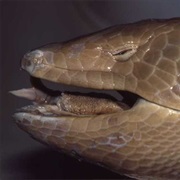 San Cristobal Galliwasp (Possibly Extinct)