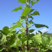 Nettle-Leaved Goosefoot (Chenopodiastrum Murale)