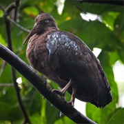 Sao Tome Ibis