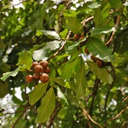 Takhro (Schleichera Oleosa)