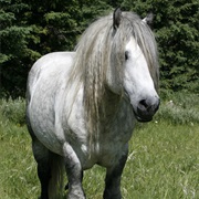 Highland Pony