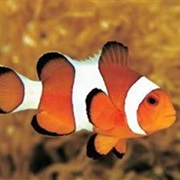 Clownfish