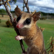 Guajira Mouse Opossum