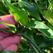 Scurvy Weed (Commelina Cyanea)