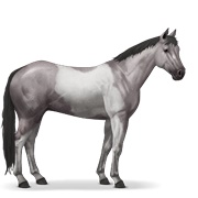 Paint Horse - Mouse Grey Tobiano