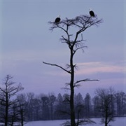 Reelfoot National Wildlife Refuge