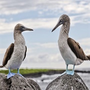 Galapagos National Park, Ecuador