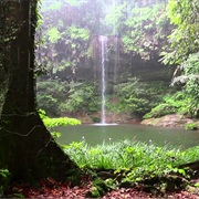 Sleep in a Rain Forest