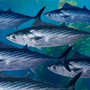 Pacific Bonito (Aka: Bonehead, Laguna Tuna, Magneto)