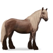 Gypsy Vanner - Flaxen Liver Chestnut