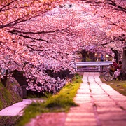 Sakura (Cherry Blossom), Japan